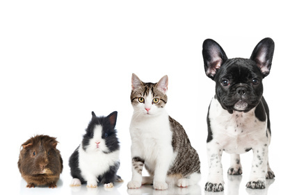 Haustiere in Immobilien - Wir helfen Ihnen
